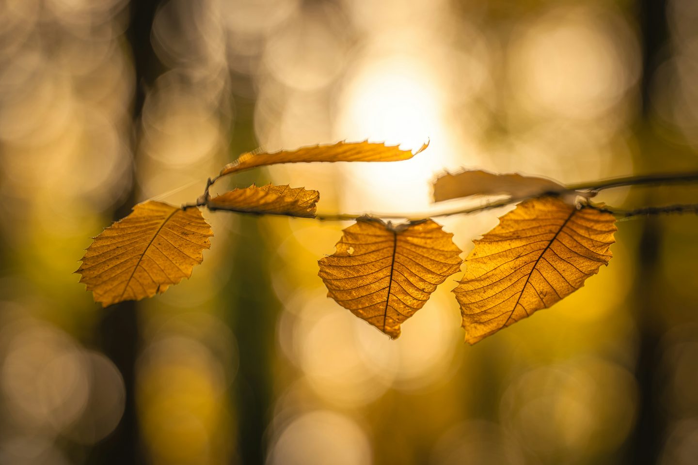 Golden autumn leaves backlit by soft sunlight